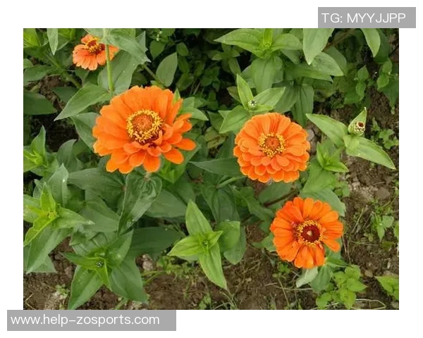 荷兰足球魅力尽显精美壁纸带你领略橙色狂潮的激情与风采