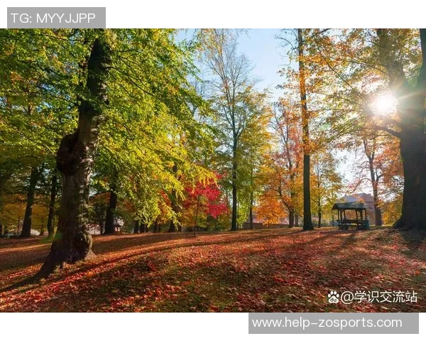 足球场上的色彩与激情交织的美丽画卷